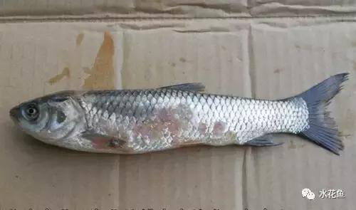 鱼类生病的表现,鱼类赤皮病