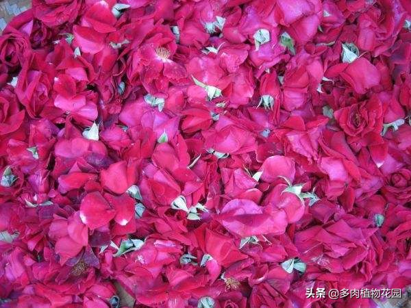 玫瑰的养护技巧和方法,玫瑰的养护方法和技巧