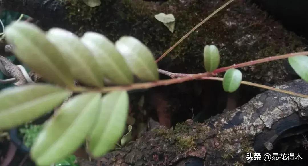清香木黄叶掉叶子怎么回事,清香木盆景黄叶掉叶