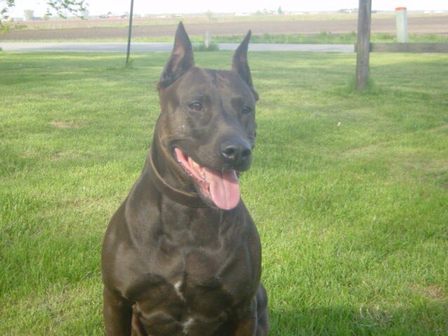 优秀护卫犬有哪些品种,优秀护卫犬图片大全