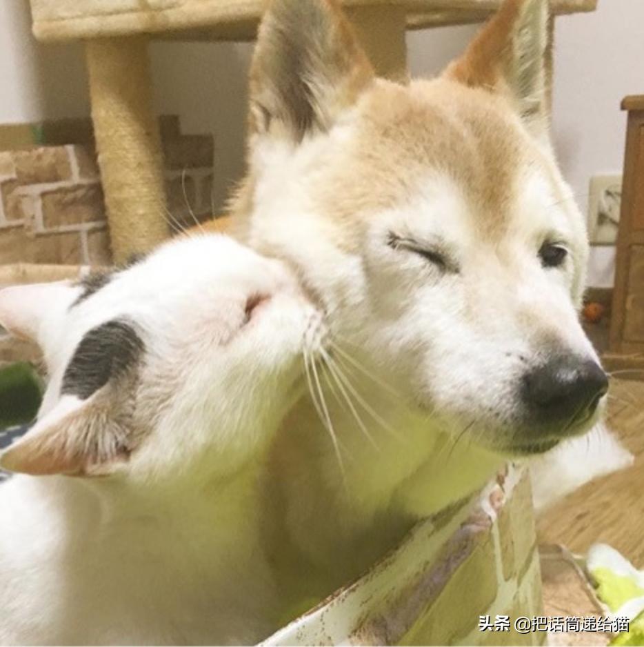 当小猫咪遇上大型犬,当小猫咪遇到大狗狗真是太温馨了