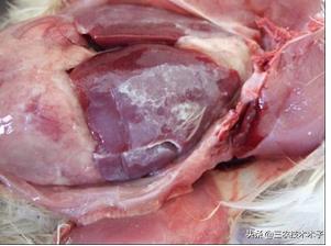 鸡拉白屎不睁眼怎么回事,鸡拉白色粪便没精神怎么治疗
