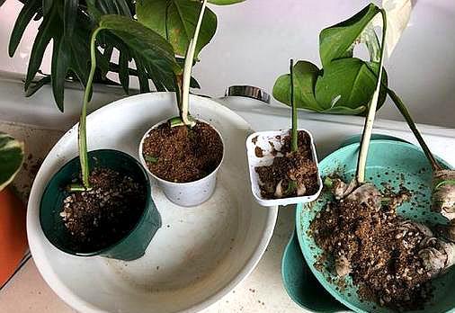 龟背竹的扦插方法和注意事项,怎么扦插龟背竹成活率高