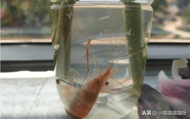 新交的女朋友注意什么,新交的俄罗斯女友