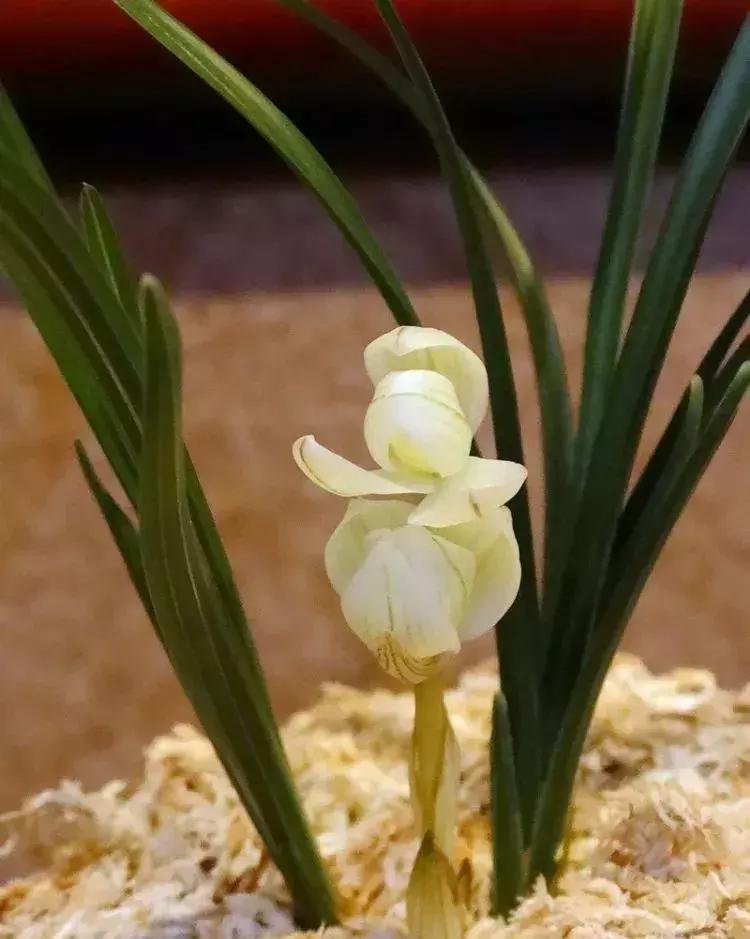 天价名贵药材,最贵的植物排行榜前十名