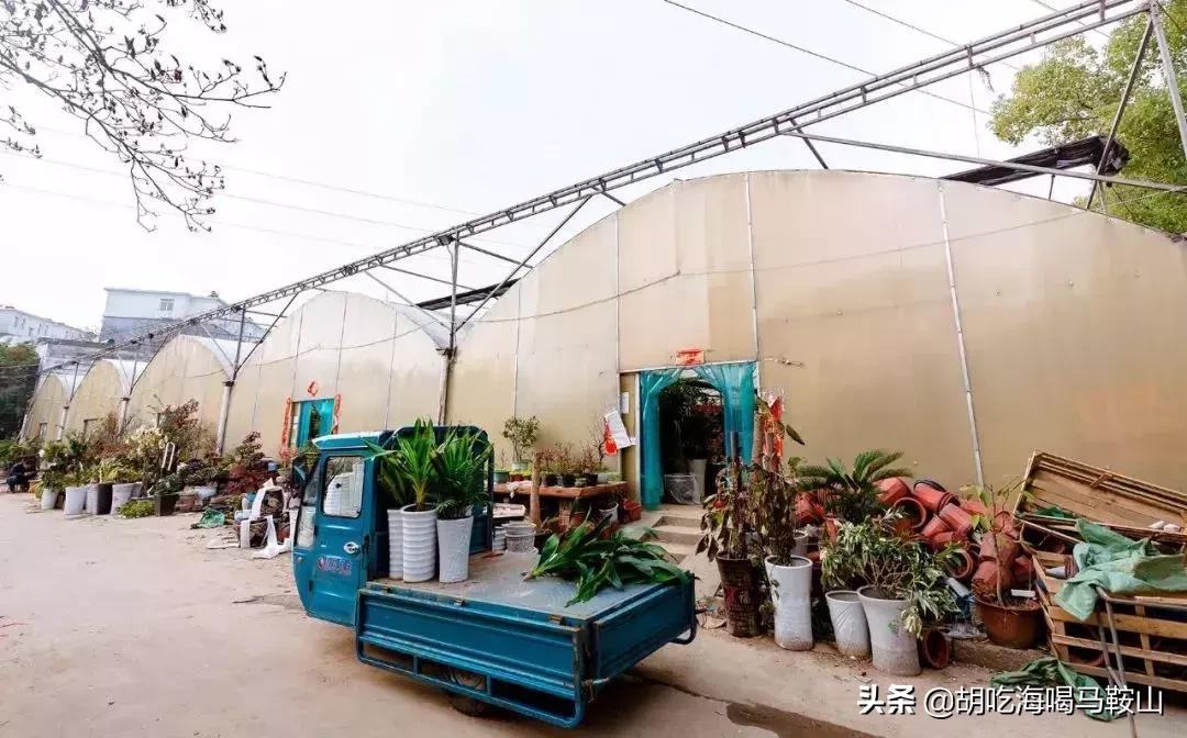 逛遍安徽各个市,安徽省马鞍山附近的大型花市