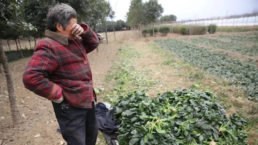 社区团购的巨头,社区团购的现状与未来