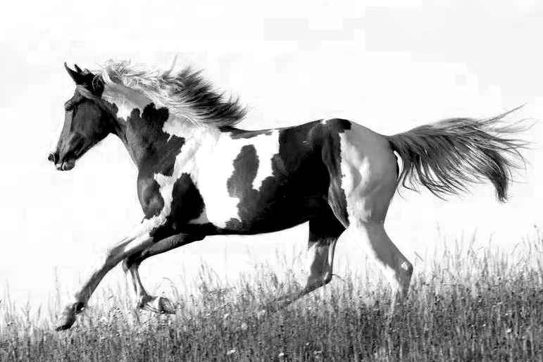 封神演义马忠大战哪吒,封神演义中十大神兽