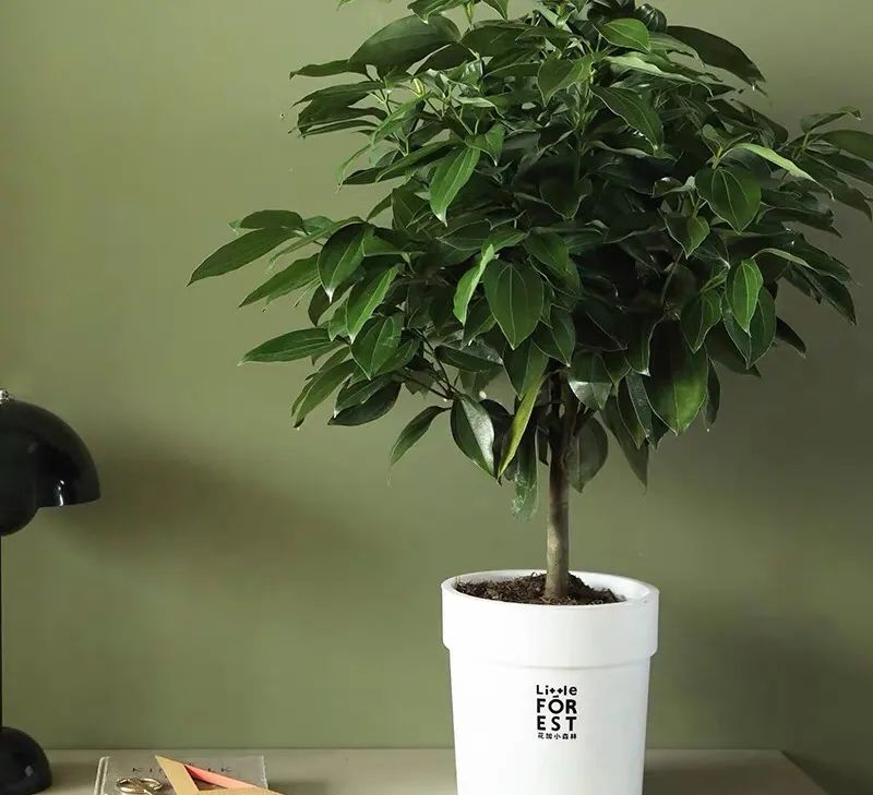 平安树冬季养护的正确方法,养平安树的小窍门