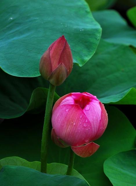 戳天灵,戳天花板楼上声音大吗