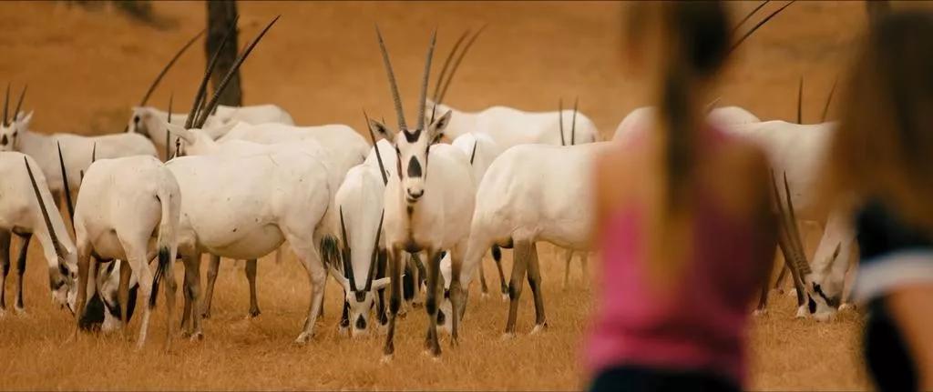 演艺圈里的职业赛车手,他是三个孩子的爸爸的英文怎么说