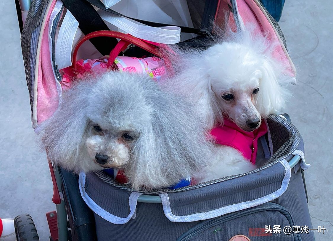 千年古镇的狗选美大赛,千年古镇一场狗狗大赛