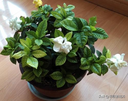 栀子花黄叶的原因及解决办法,栀子花叶片少叶子边缘发黄怎么办