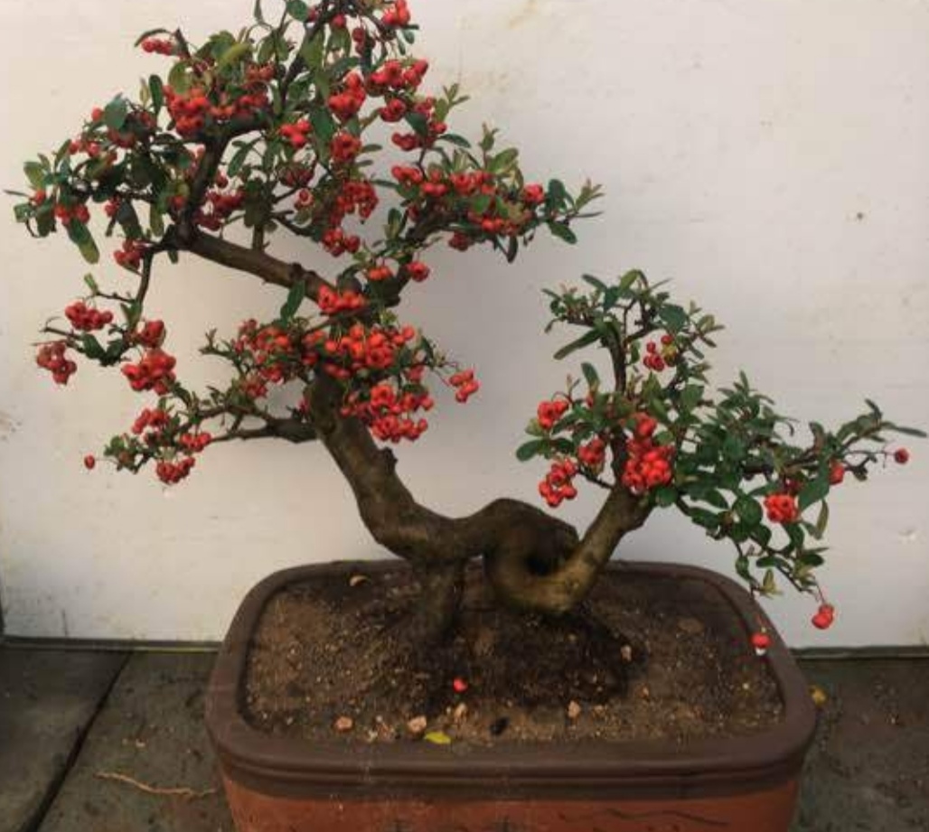 火棘树盆景的养殖方法和注意事项,火棘盆景室内养殖方法有哪些