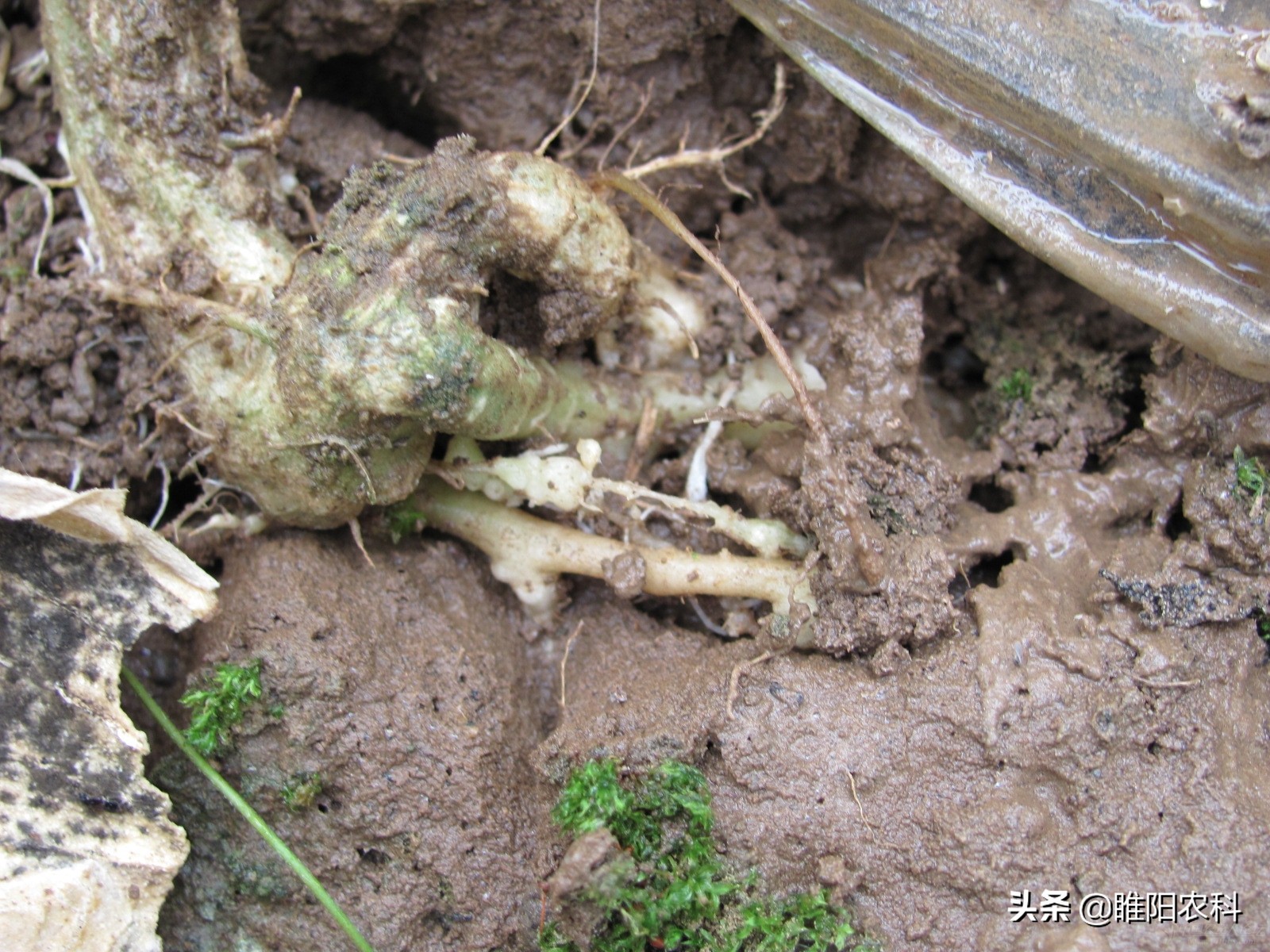 甲氨基阿维菌素对蚜虫效果,阿维菌素加虱螨脲杀蚜虫