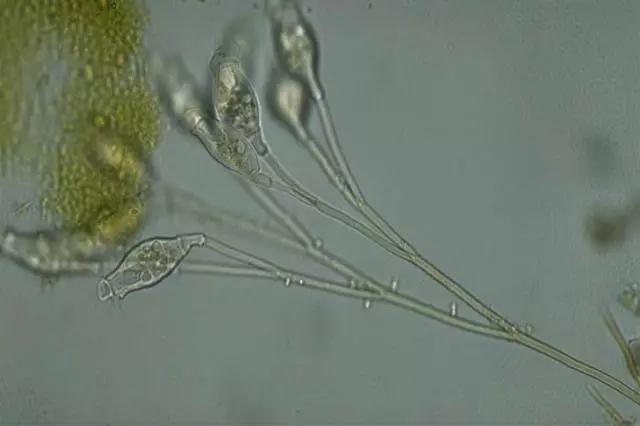 收藏!24种污水处理微生物菌相及指导意义,环保人必看(多图)