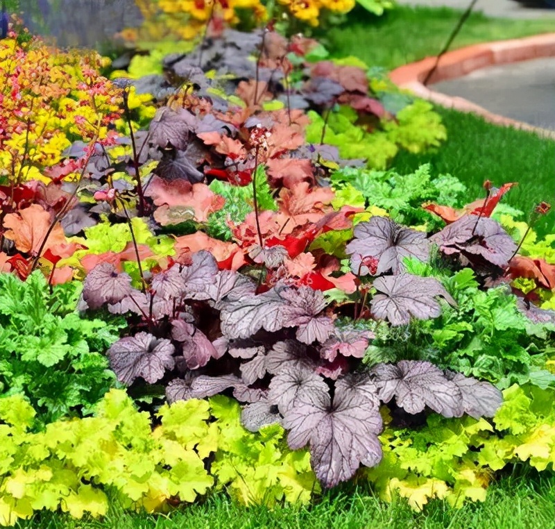 这8种花你不要乱浇水,新手种花品种推荐