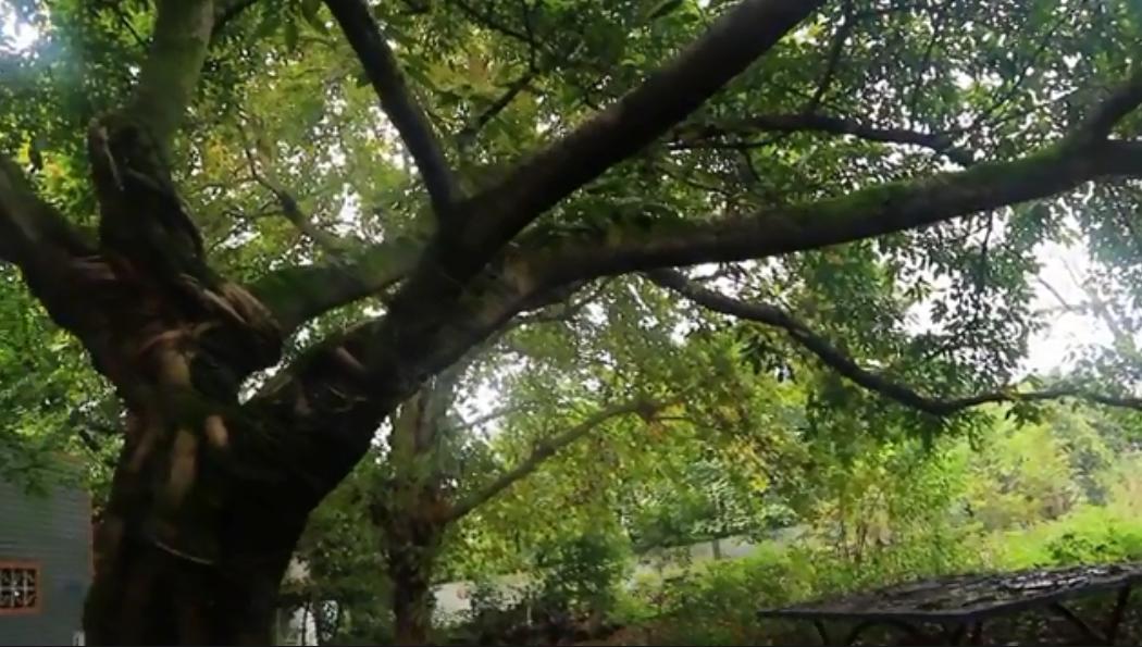 北碚荒废小学,重庆北碚蔡家荒废学校