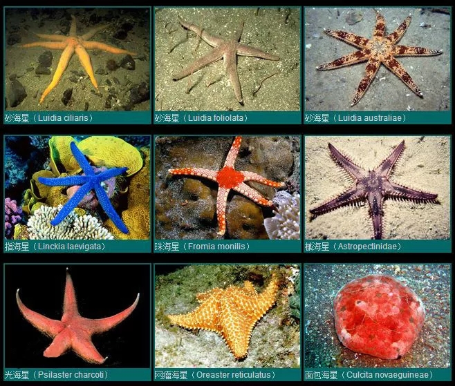 翻砂海星断脚什么原因,翻砂海星烂脚怎么办