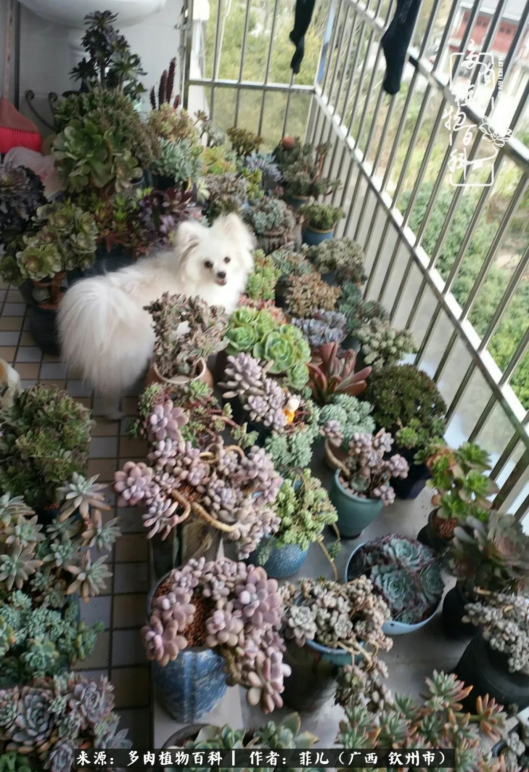 多肉相伴的感悟,与多肉为伴的时光真的很美好