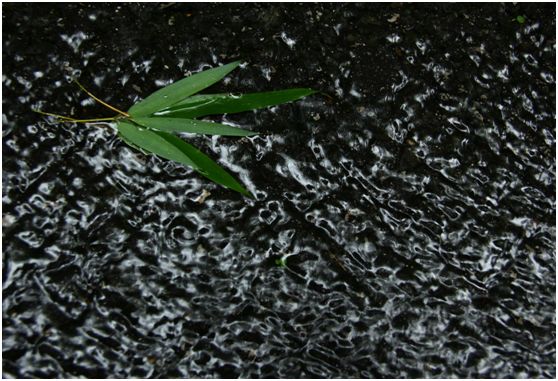 绵绵细雨江南雨,绵绵春雨雨中赏花