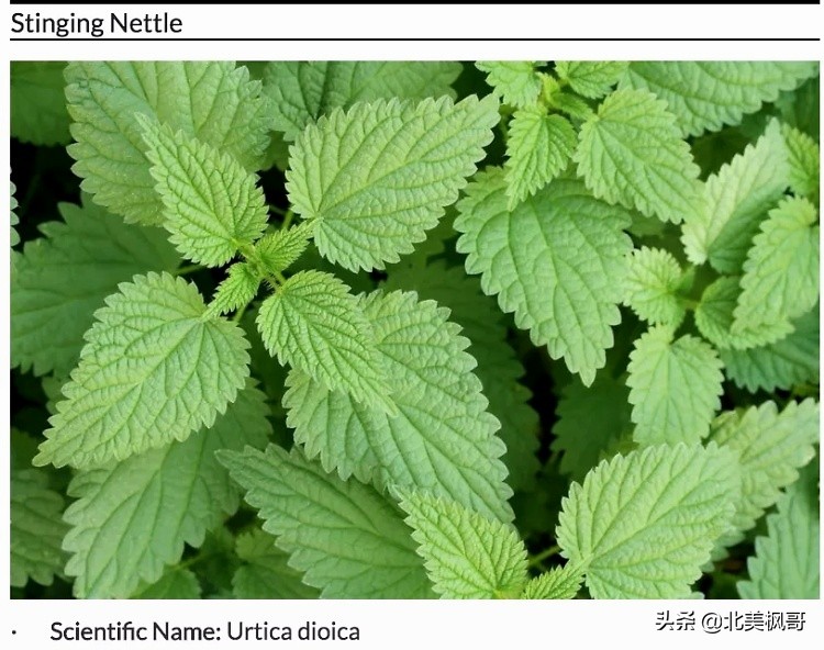 加拿大最危险五大动物,全球十大危险有毒动物