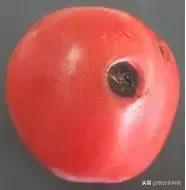 番茄烂果专用药,番茄烂用什么药