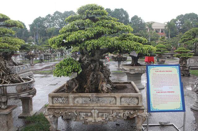 越南盆景树多少钱一棵,越南小伙千万盆景