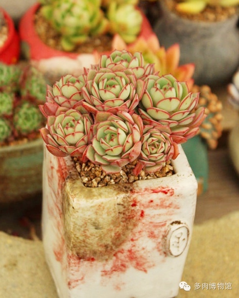 适合云南养的多肉,云南露养最好养活的多肉