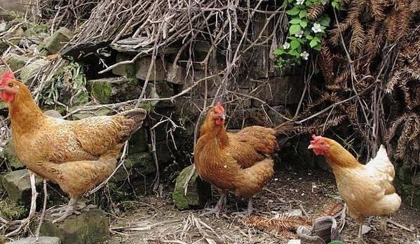 散养土鸡不产蛋妙招,家养土鸡下蛋少怎么办
