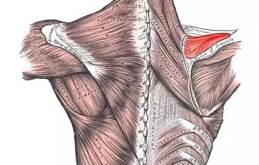 中医怎么看肩膀冈上肌疼痛,肩膀冈上肌疼痛
