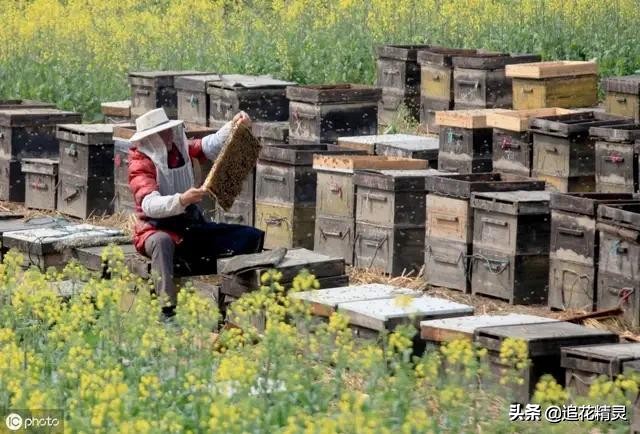 蜜蜂下痢是什么引起的,蜜蜂得了爬蜂病怎么办