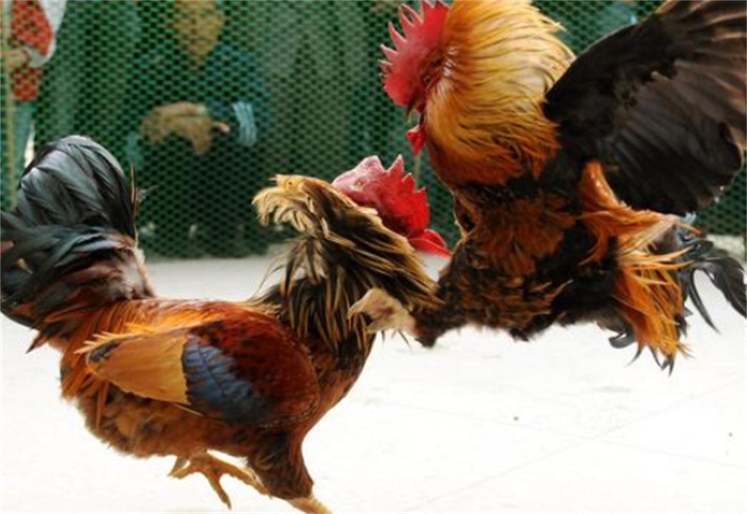 大公鸡吃完蜈蚣变得很凶,大公鸡经常吃蜈蚣会有什么变化