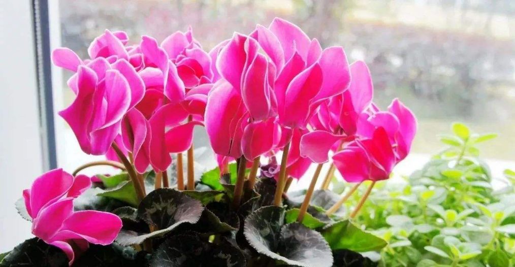 仙客来怎么养有什么注意事项,仙客来长势不好该怎么办