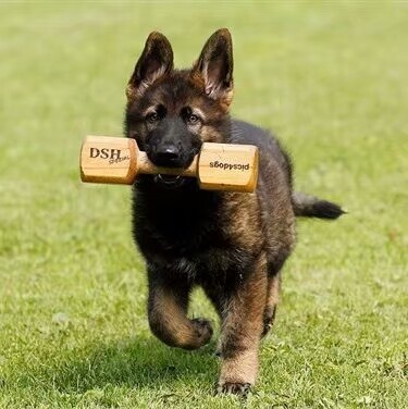 德国牧羊犬图片霸气大全集,德国牧羊犬图片精品