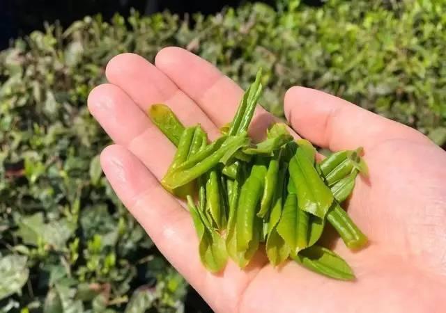 十大绿茶价格表六安瓜片,中国十大名茶六安瓜片绿茶