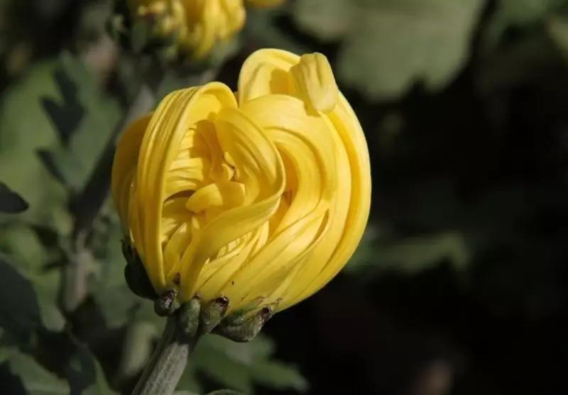 楼观台菊花展,楼观菊花