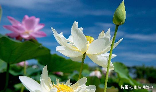 「张院讲故事」男性先天性输精管缺失，还能生个自己的宝宝吗？