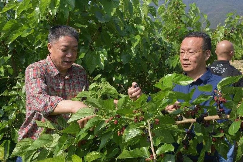 果桑的栽培方法,果桑果树栽培视频