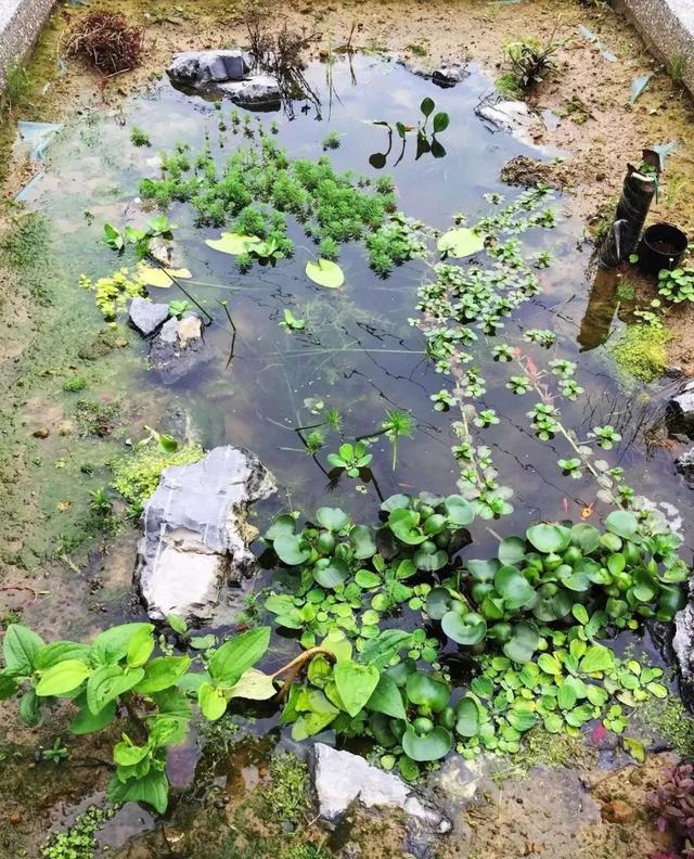 鱼池如何改造成花池,花池改鱼池如何做过滤