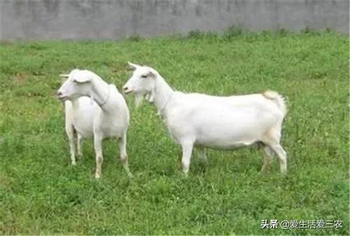 效益高收益稳定的养殖项目有哪些,有什么投资小收益高的养殖项目