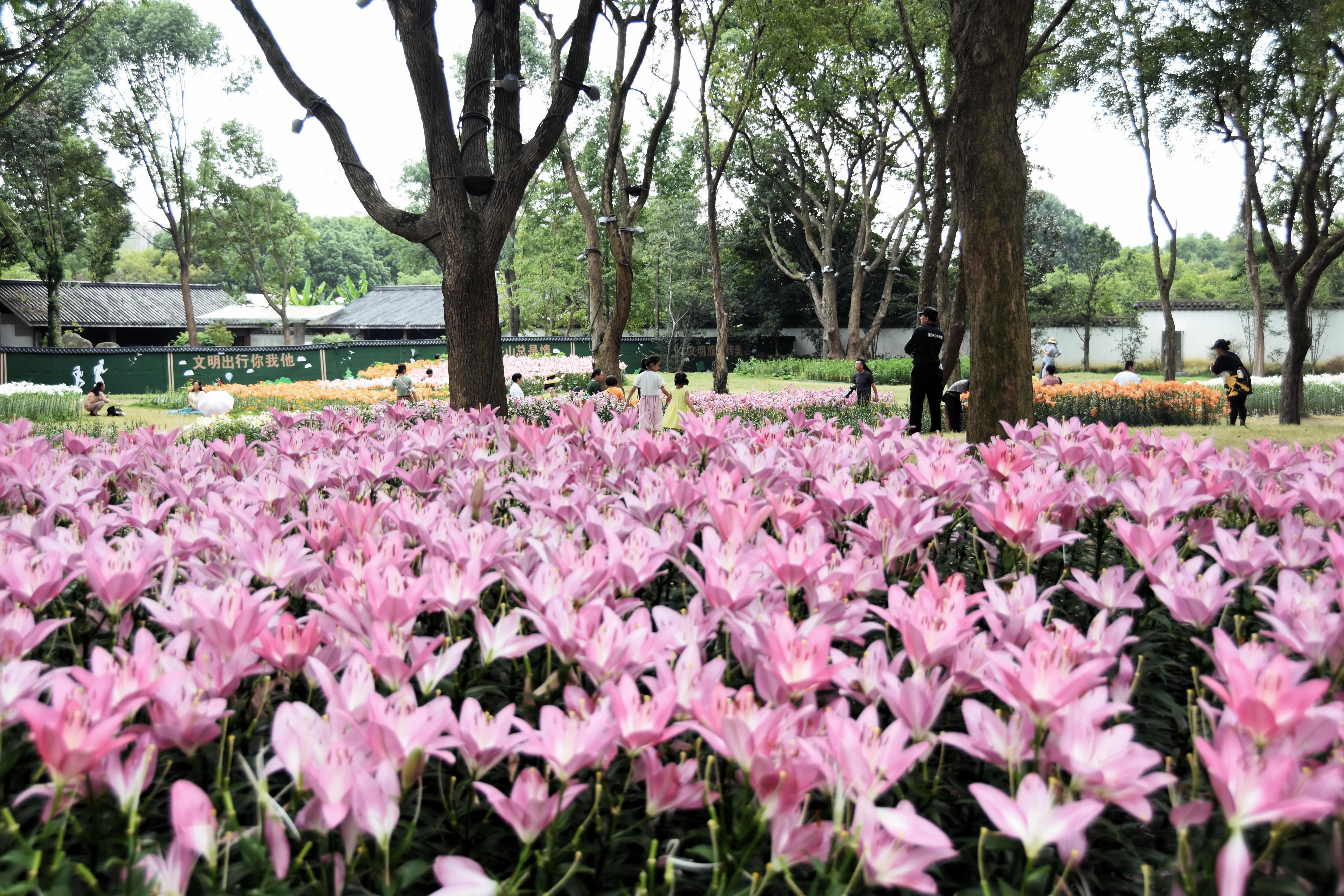 无锡梅园百合花节,无锡梅园的百合花开了