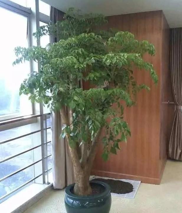 杀虫药配方大全,农用杀虫药最佳配方