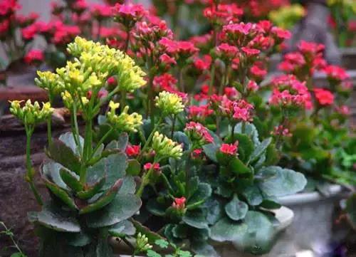 送给喜欢种花的人什么礼物,想养花却把花养死