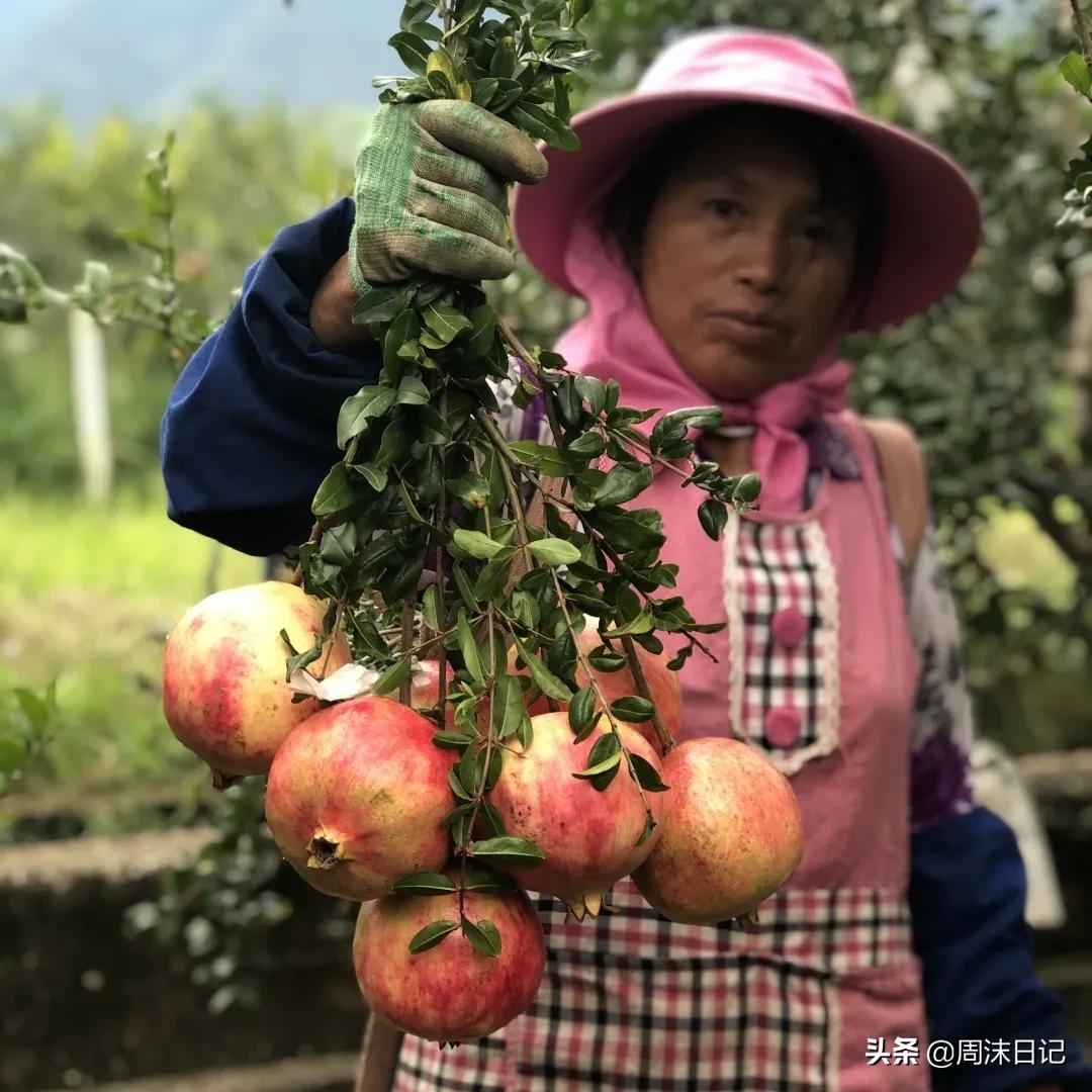 云南突尼斯软籽石榴爆汁不吐籽,甘甜爆汁突尼斯软籽石榴