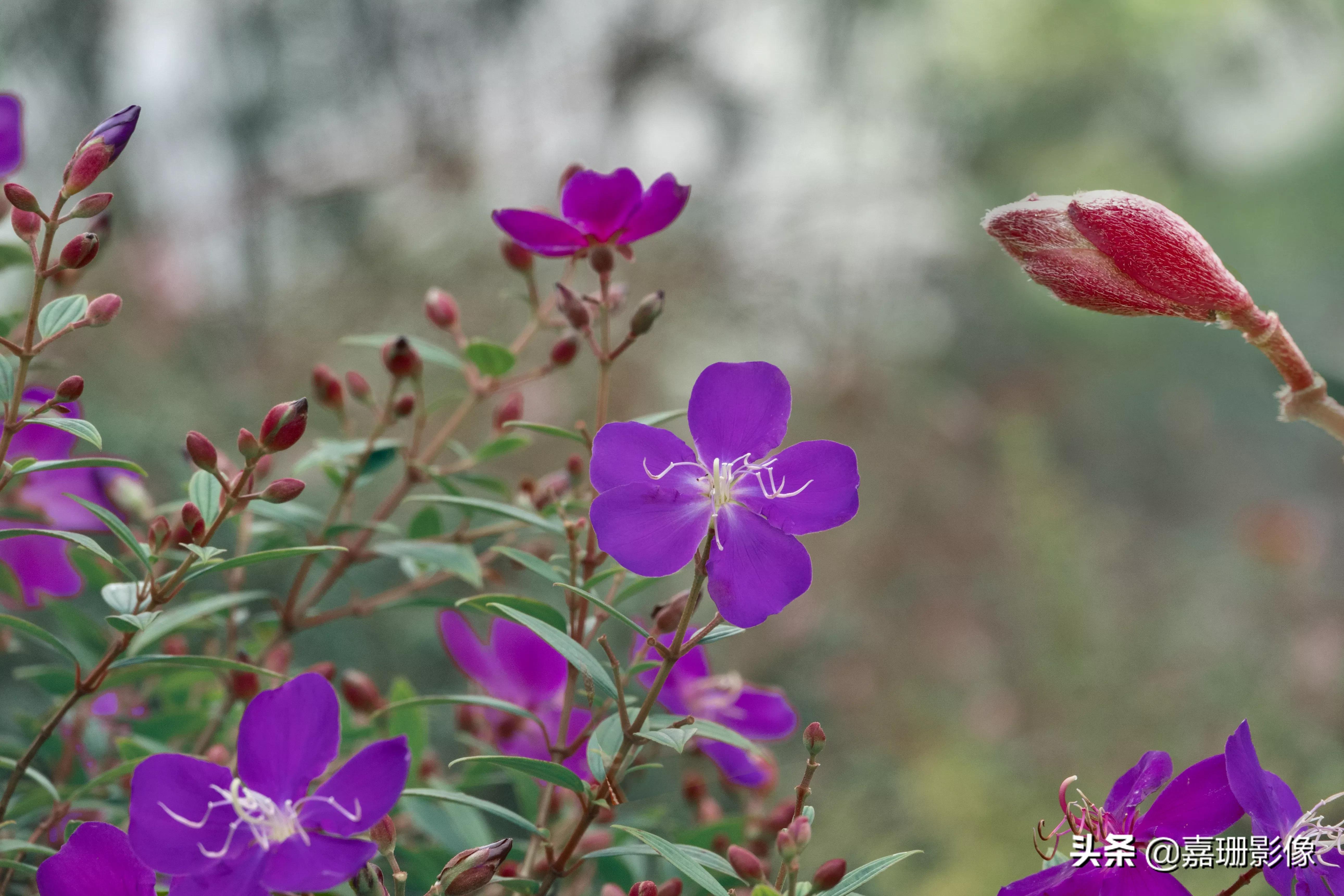 看看花容，听听花语2020年我镜头里的百种花卉