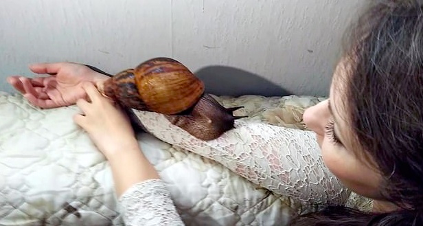 巨型蜗牛原来长这样,养一只巨型的非洲大蜗牛