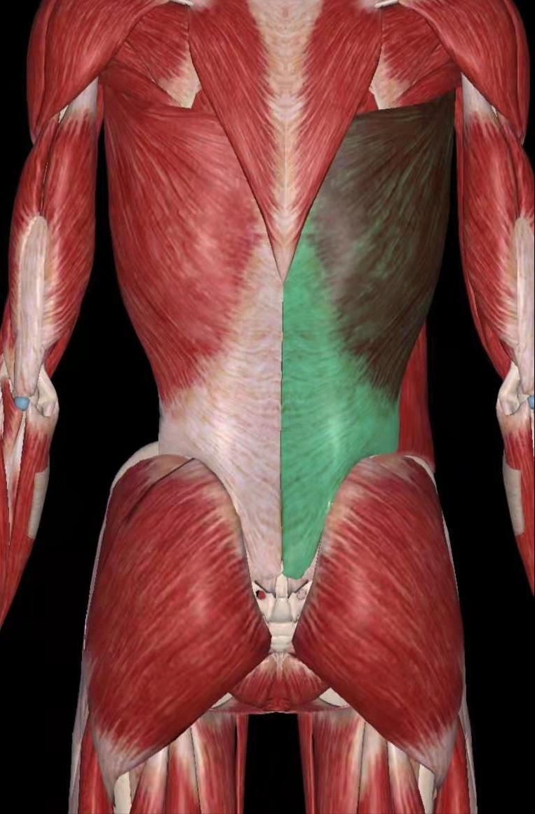 练好肌肉防腰痛,腰痛肌肉劳损