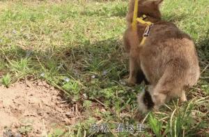 萌宠应该选什么标签,萌宠可以从哪个方面介绍