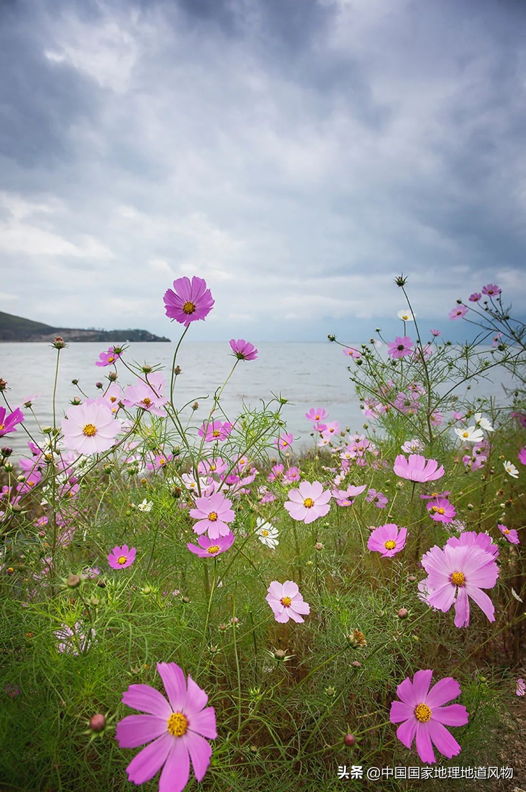 云南有个地方比大理丽江更出名,昆明风景为什么没有大理和丽江好